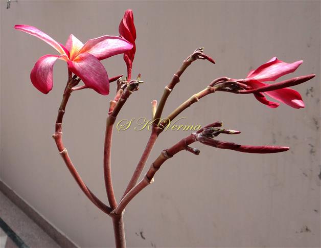  Inflorescence